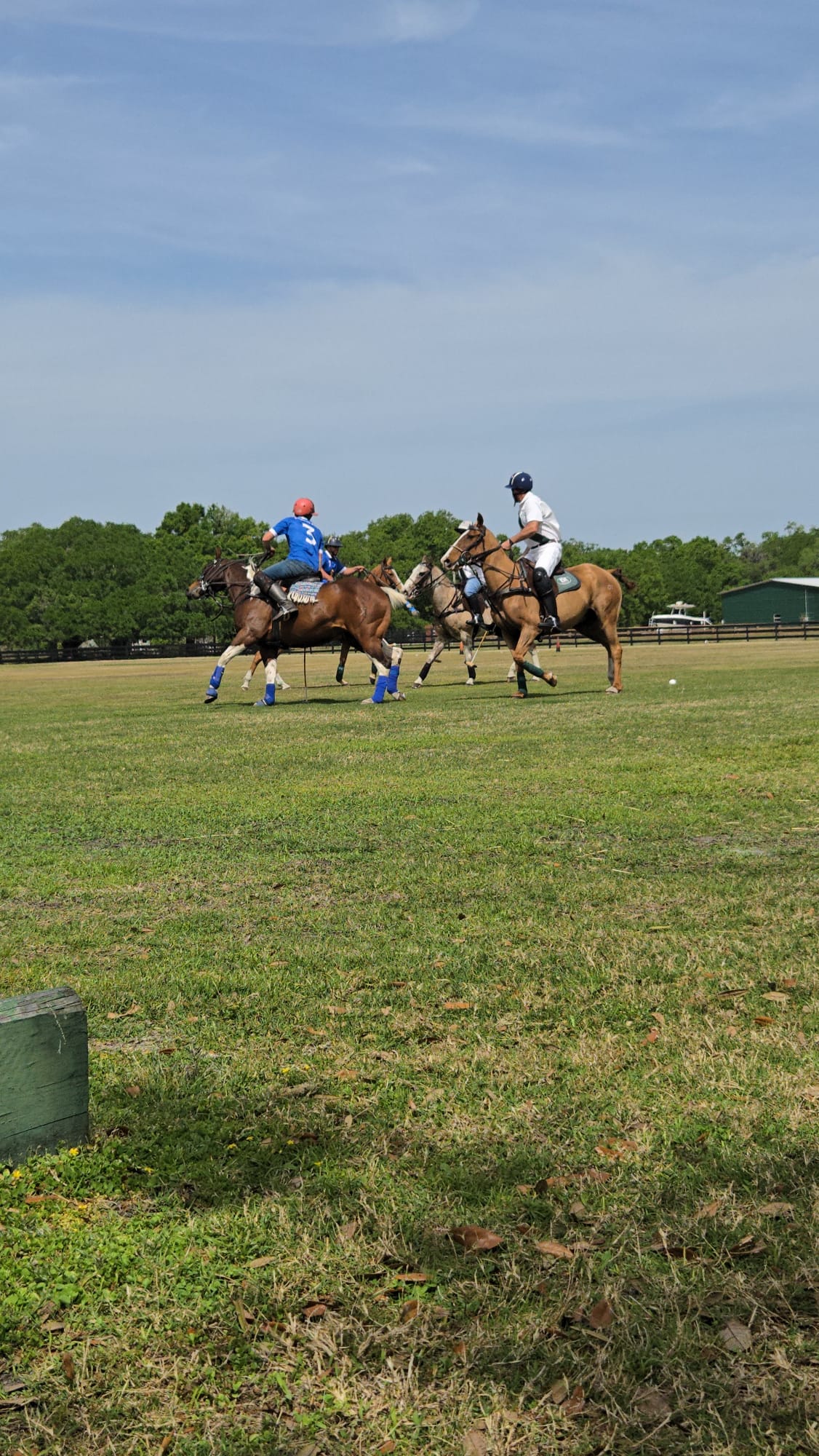 Luisana con caballo palomino